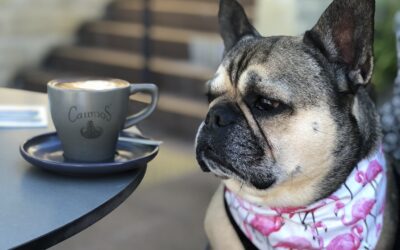 Coffee & Lunch at Penny Whistlers Kiama